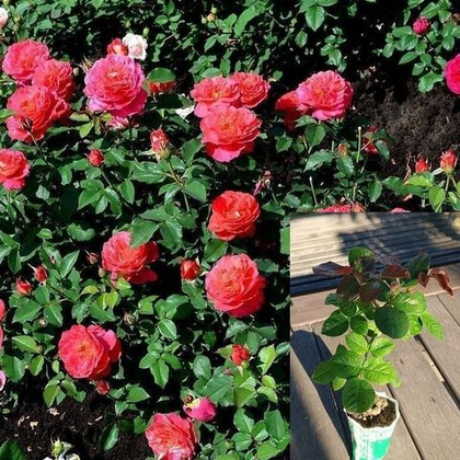 Роза Рен Саммю шраб, кустовая, саженец с ЗКС.