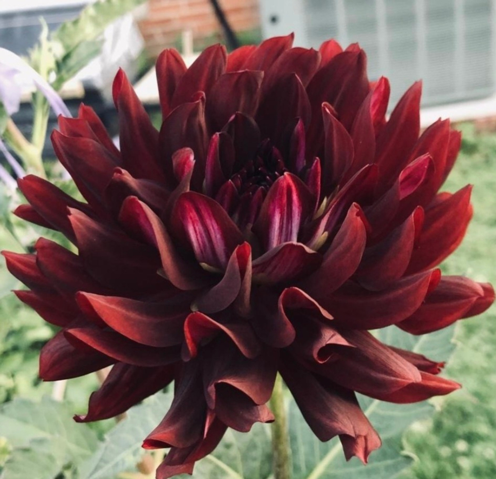 Георгин Холлихил блек бьюти(Hollyhill black beauty)