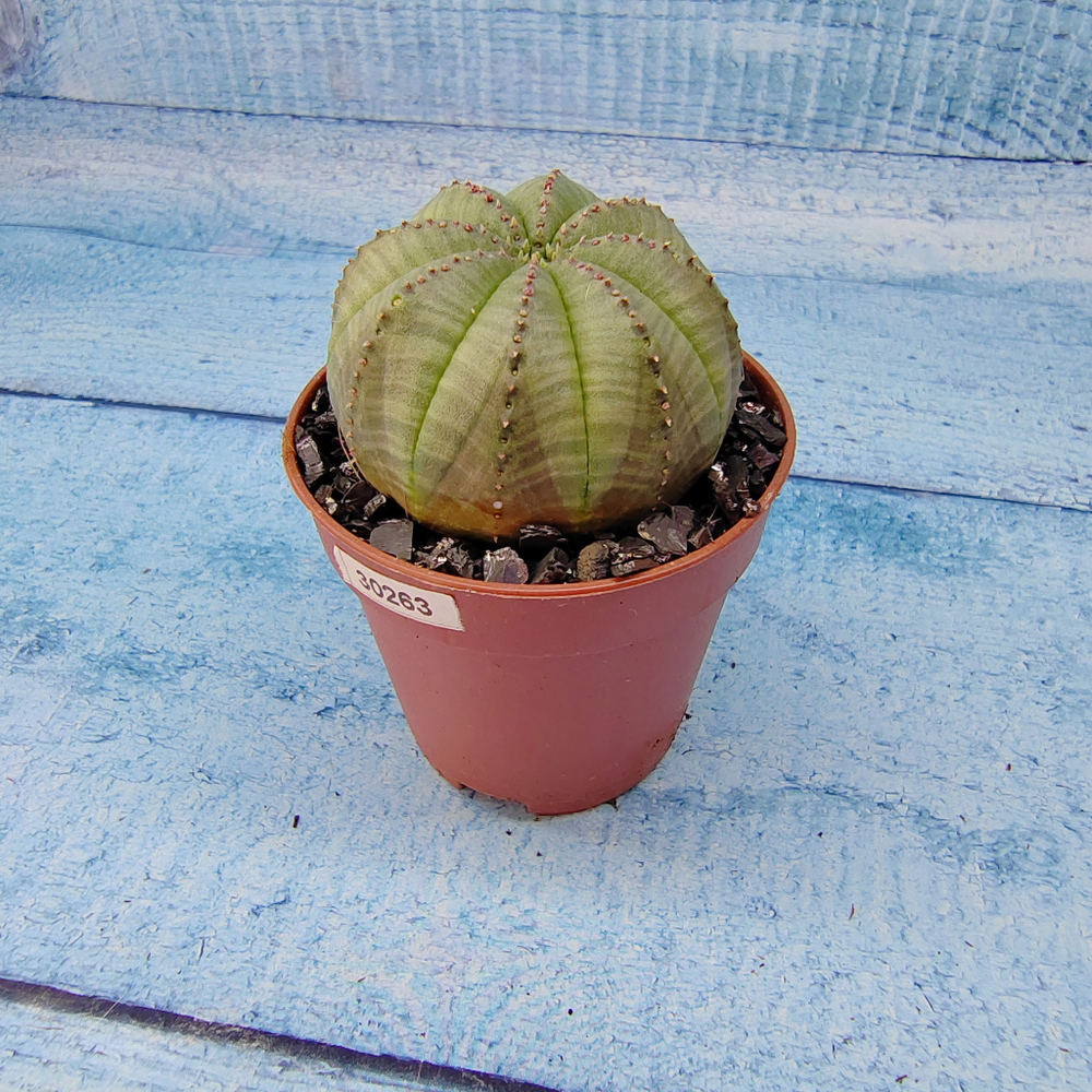 Euphoria Obesa (Эуфорбия)