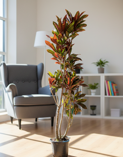 Кодиеум Codiaeum Petra д. 30