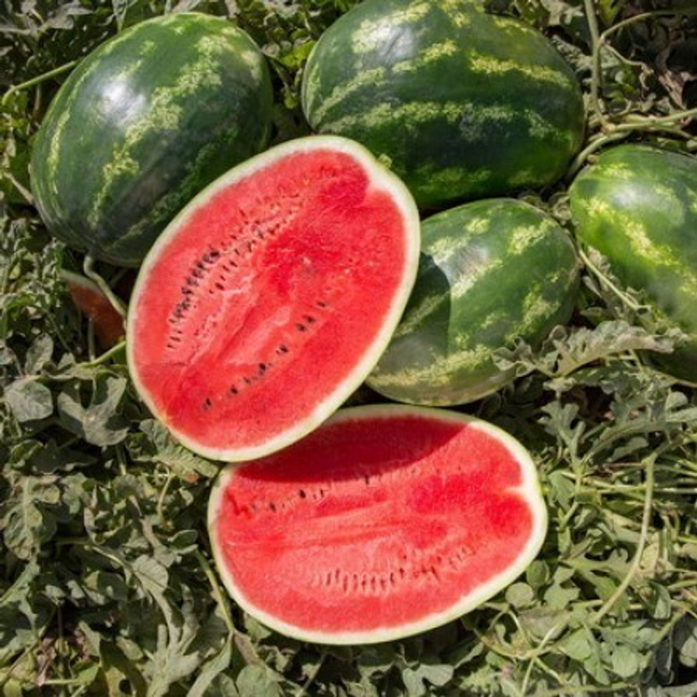 Юкон F1 семена арбуза (Rijk Zwaan / Райк Цваан)