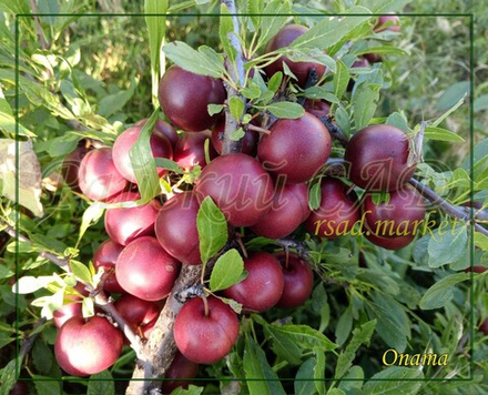 Сливово-вишневый гибрид СВГ Опата