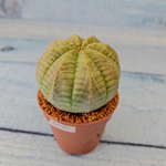 Euphoria Obesa (Эуфорбия)
