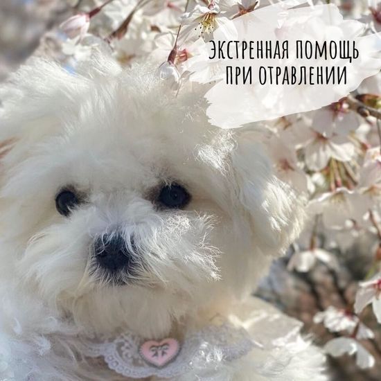 Спасти собаку при отравлении