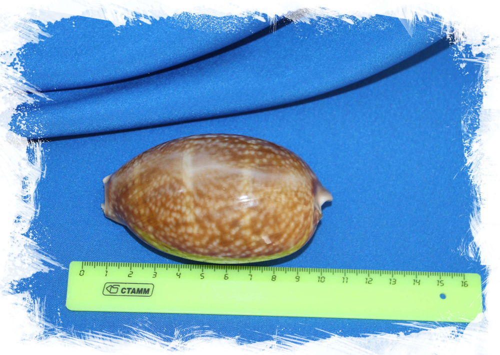 Cypraea cervus размер