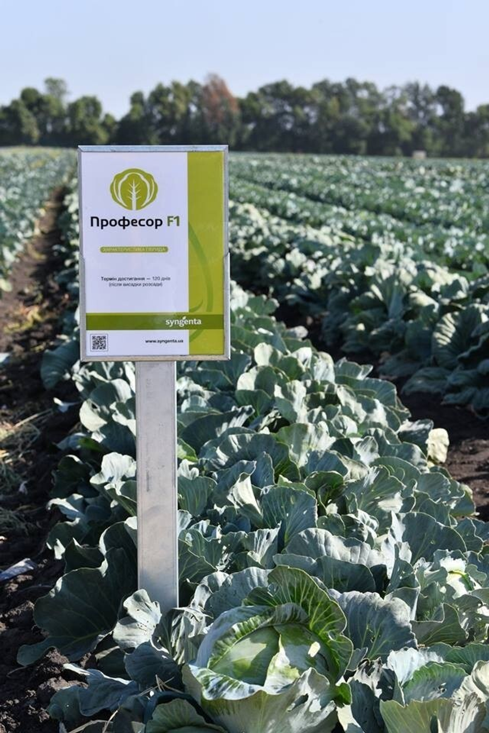 Капуста б/к Профессор F1( Syngenta ) (100шт) Витагрин Профи