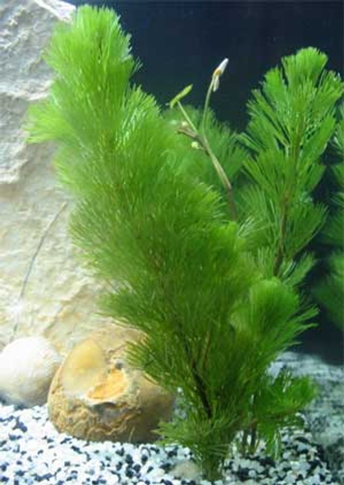 Кабомба каролинская (код 808) Кабомба каролинская (код 808)