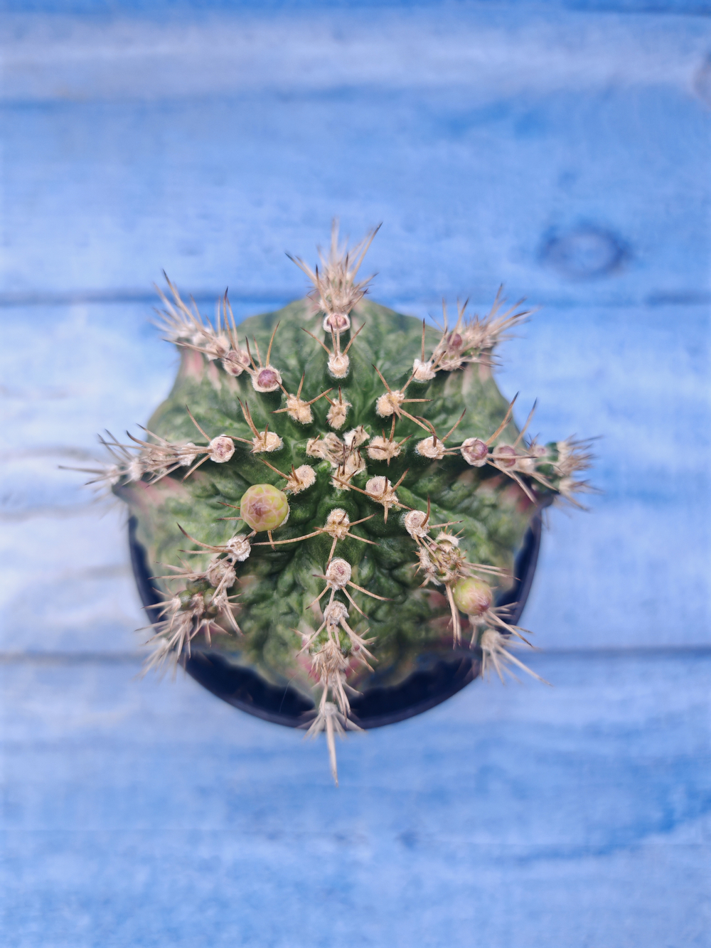 Gymnocalycium T-Rex Pink hybrid (Гимнокалициум)