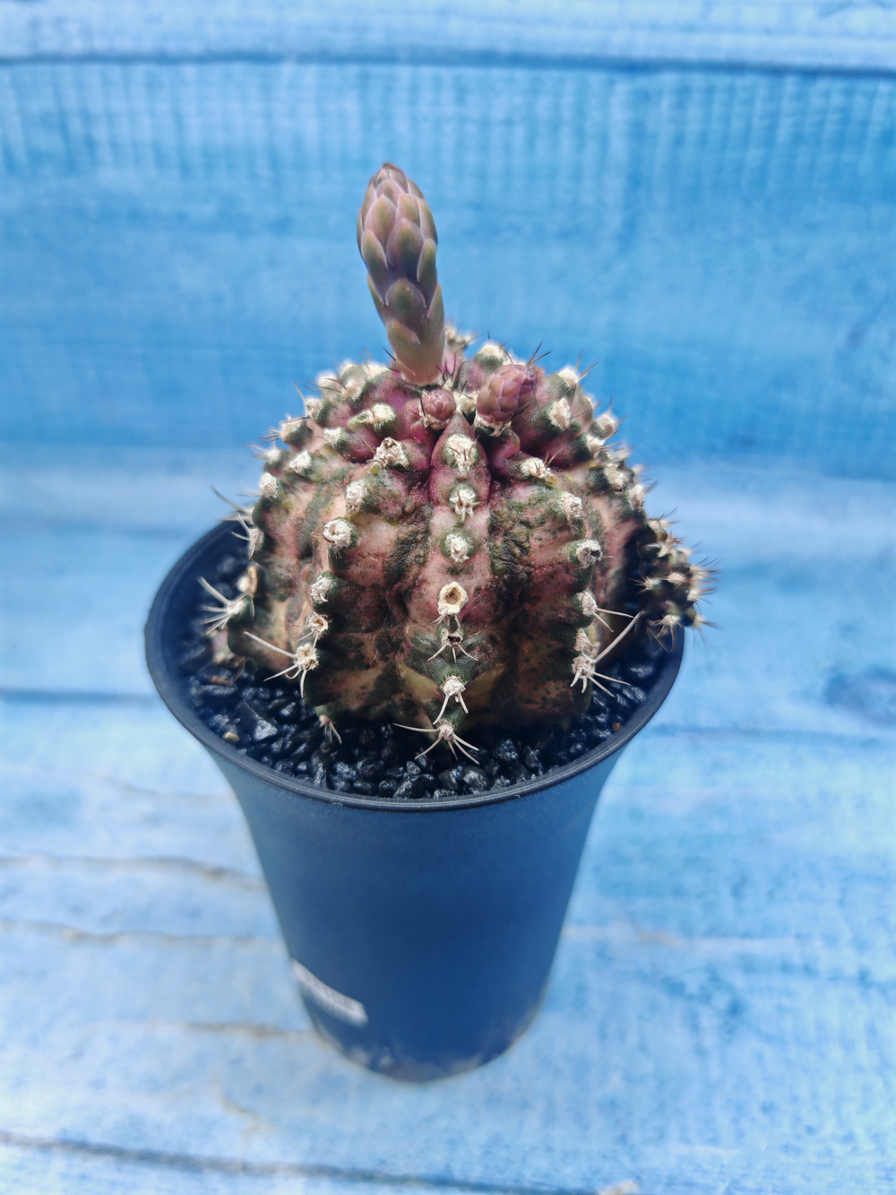 Gymnocalycium T-Rex Pink hybrid (Гимнокалициум)