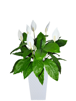 Искусственные цветы Спатифиллум в белом кашпо ротанг 41см