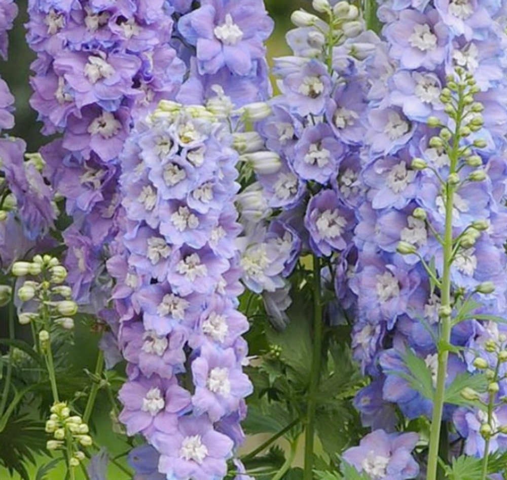 Дельфиниум Гвардиан Лавендер рассада конец апреля 26