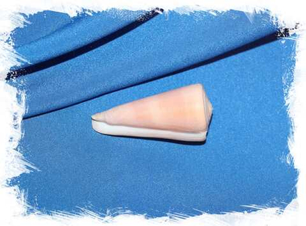 Конус кинтоки (Conus kintoki)