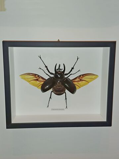 Жук Халькозома Chalcosoma в рамке