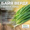 БАЙЯ ВЕРДЕ семена лука на перо (Seminis) оптом
