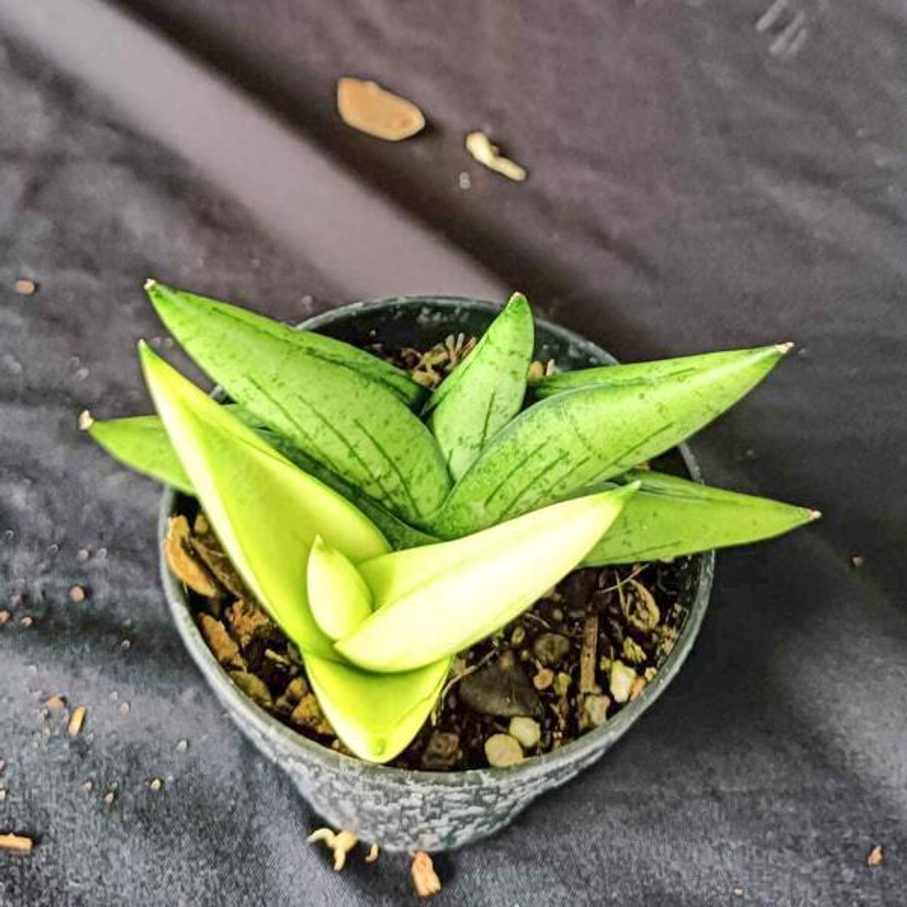 Сансевиерия MINI GOLD