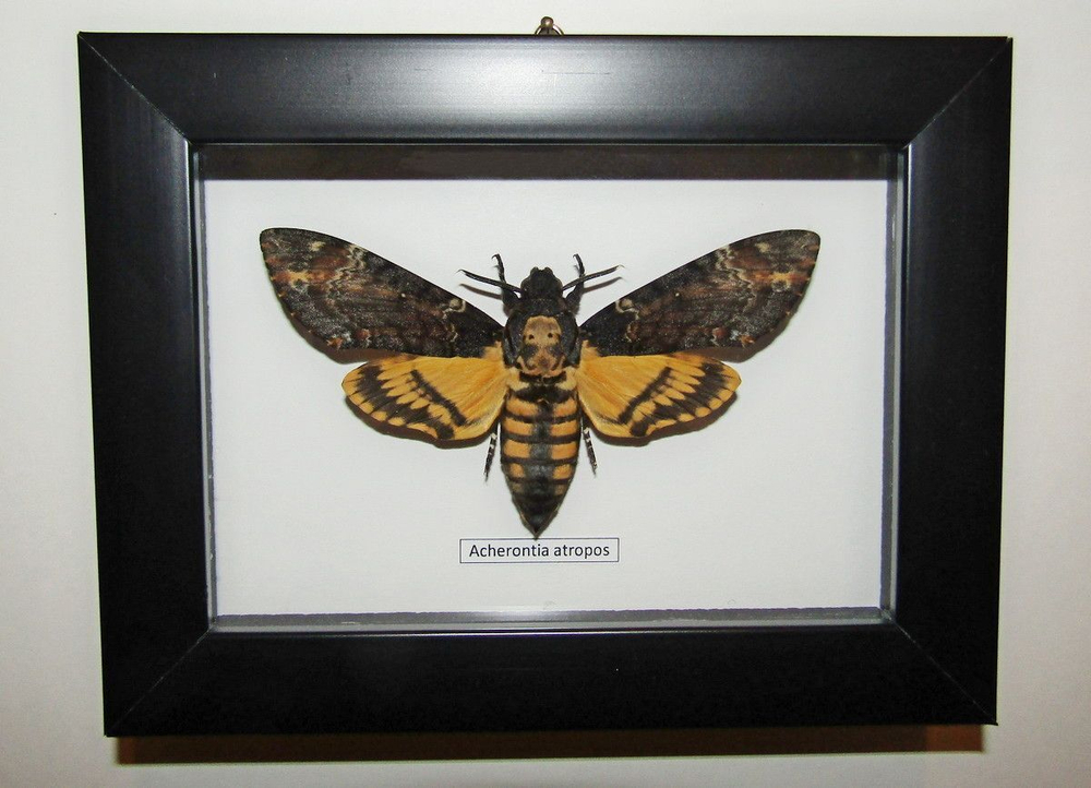 Бражник Мертвая Голова Acherontia atropos в рамке