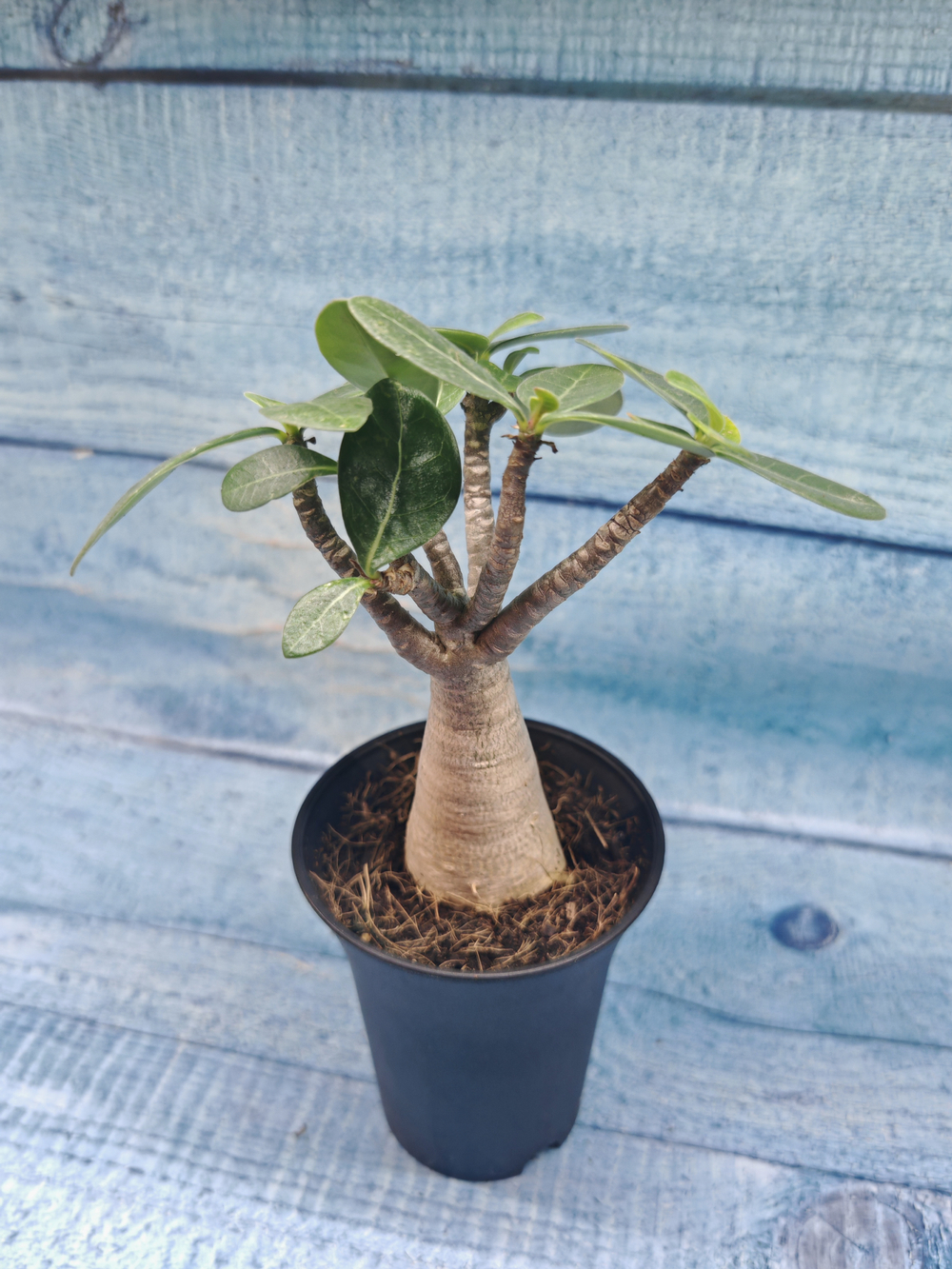 Adenium Baobab (Адениум)