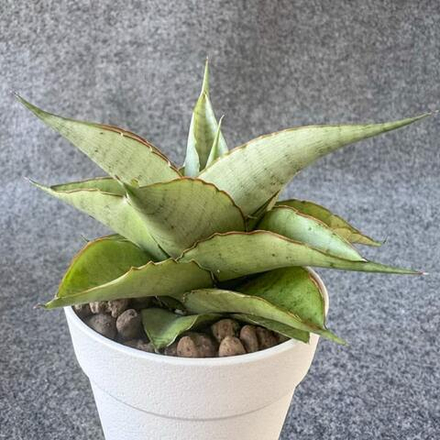 Сансевиерия SILVER ROSETTE