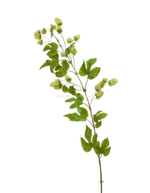 Хмель ветка светло-зелёная