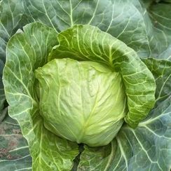 ЛАУДА F1 семена капусты белокочанной (Syngenta | Alexagro)