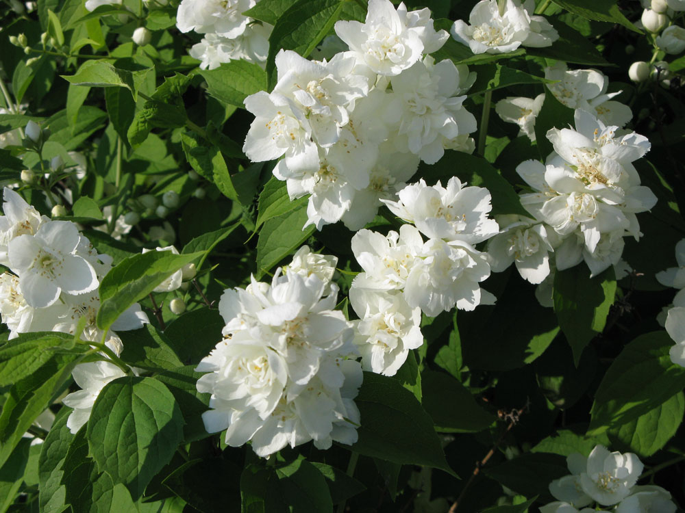 Чубушник "ЗОЯ КОСМОДЕМЬЯНСКАЯ"