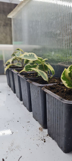 Фикус Бенджамина в контейнере Р7