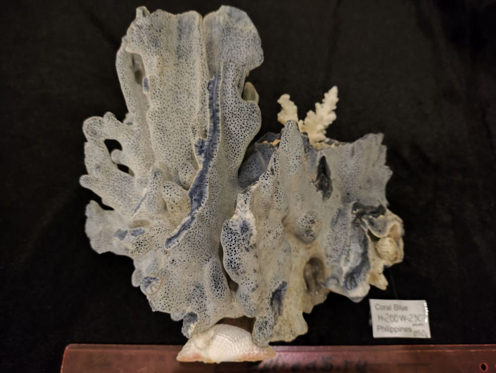 Коралл Голубой 180-270мм