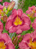 Лилейник Олвейс Либерти С2