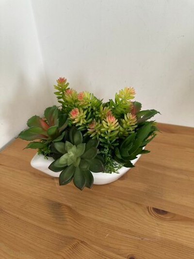 Микс суккулентов в белом кашпо-бонсай, в-20 см, дл-26 см, гл-20 см