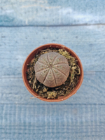 Euphoria Obesa (Эуфорбия)