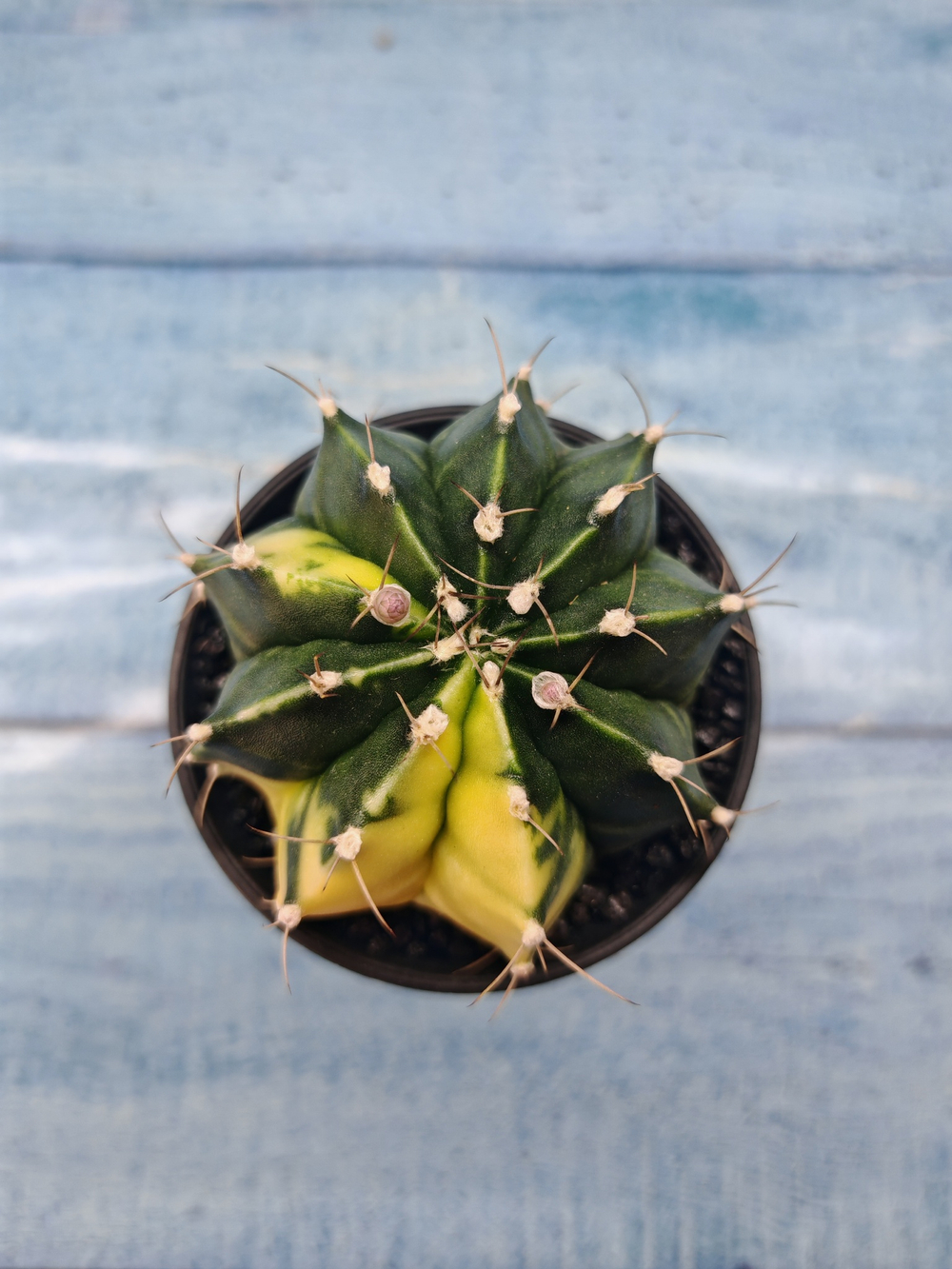 Gymnocalycium Variegata (Гимнокалициум Вариегатный)