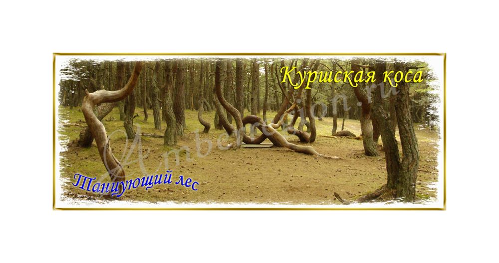 Открытка Танцующий лес Куршская коса