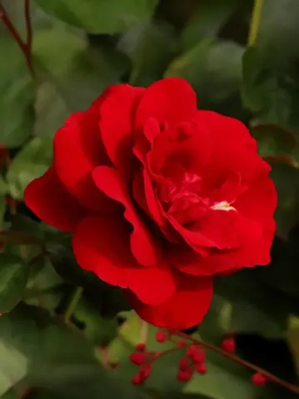 Роза флорибунда Европиана