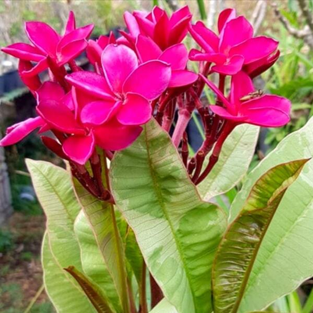 Плюмерия VAR / RED SIAM