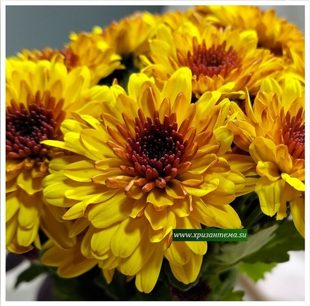 Хризантема мультифлора Sunbeam Lively Red Bicolor м. 196🌻   (временно нет в наличии)