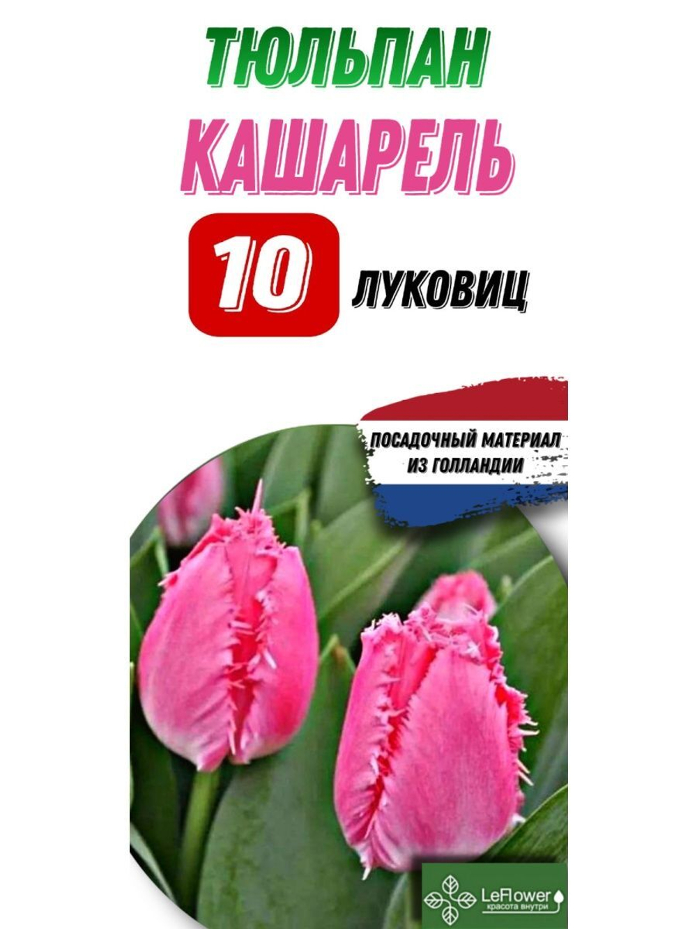 Тюльпан Луковица, Кашарель, 10шт