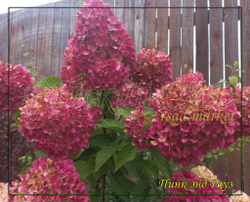 Гортензия метельчатая Пинк энд Роуз- Розовый и Роза (Hydrangea paniculata `Pink and Rose`)