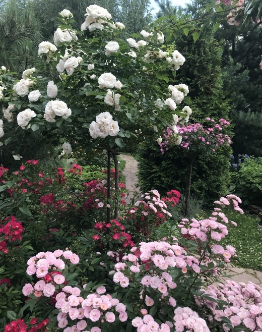 Роза Аспирин штамб 120-140 см Закупка М21 весна 2026