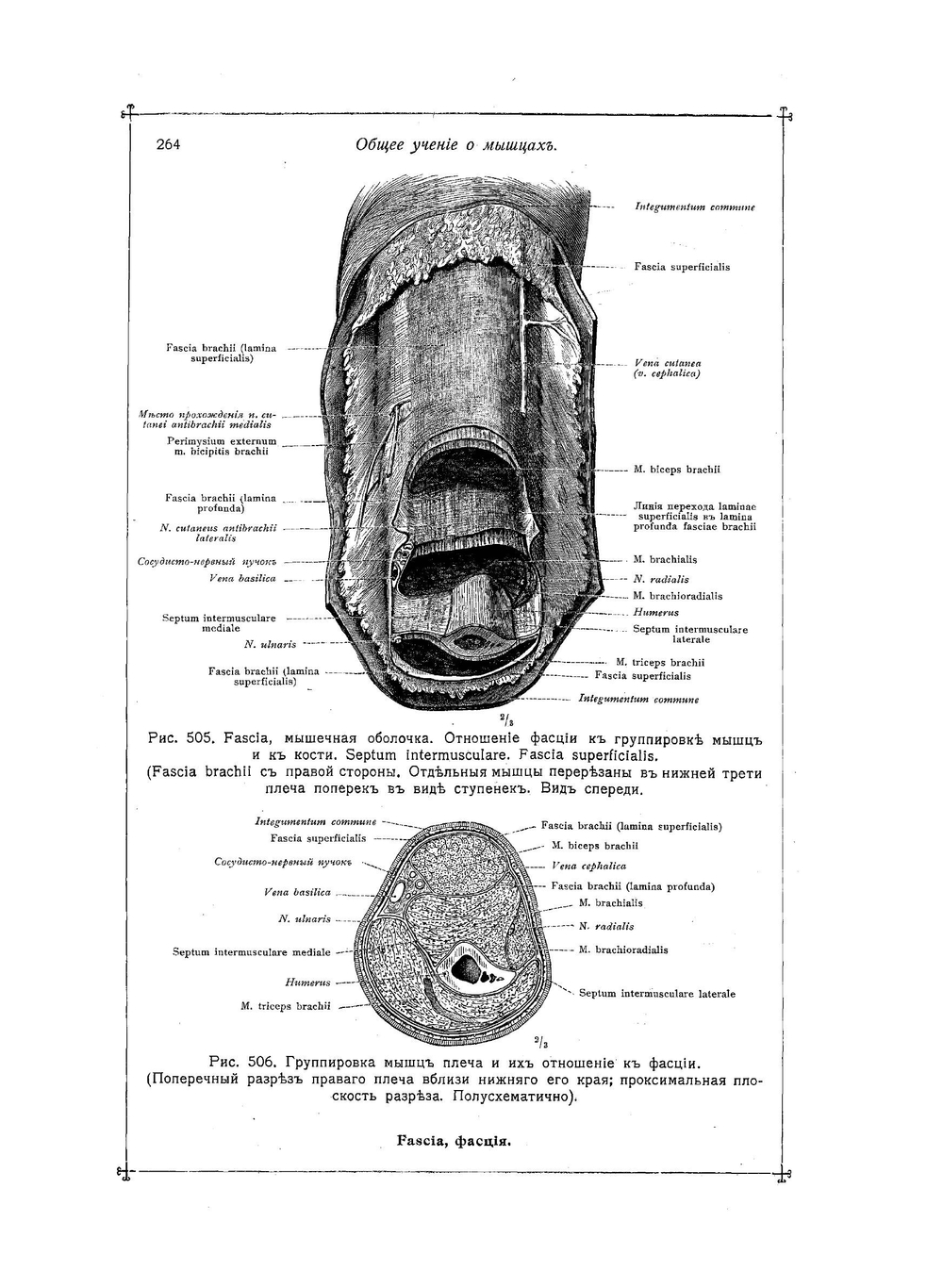 Анатомический атлас для студентов и врачей. Выпуск 3 | К. Толдт