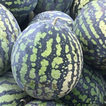 Холодок семена арбуза (ПОИСК)