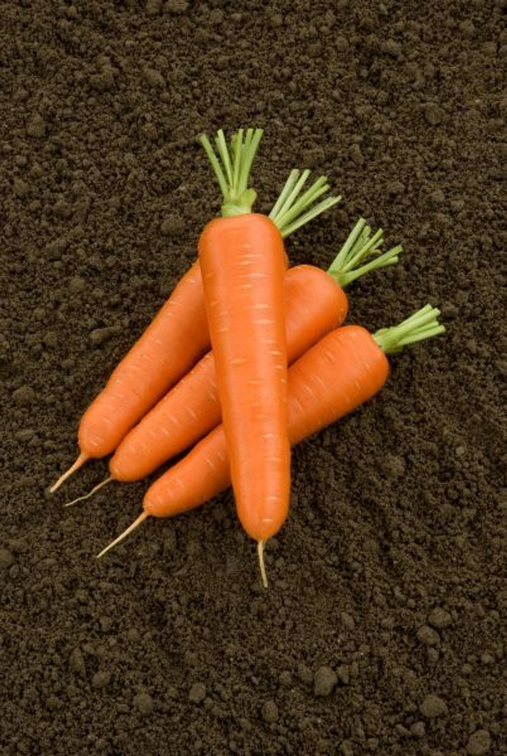 Морковь Олимпо F1  0,5г Мировые Семена VITA GREEN