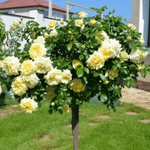 Роза на Штамбе Чайковский