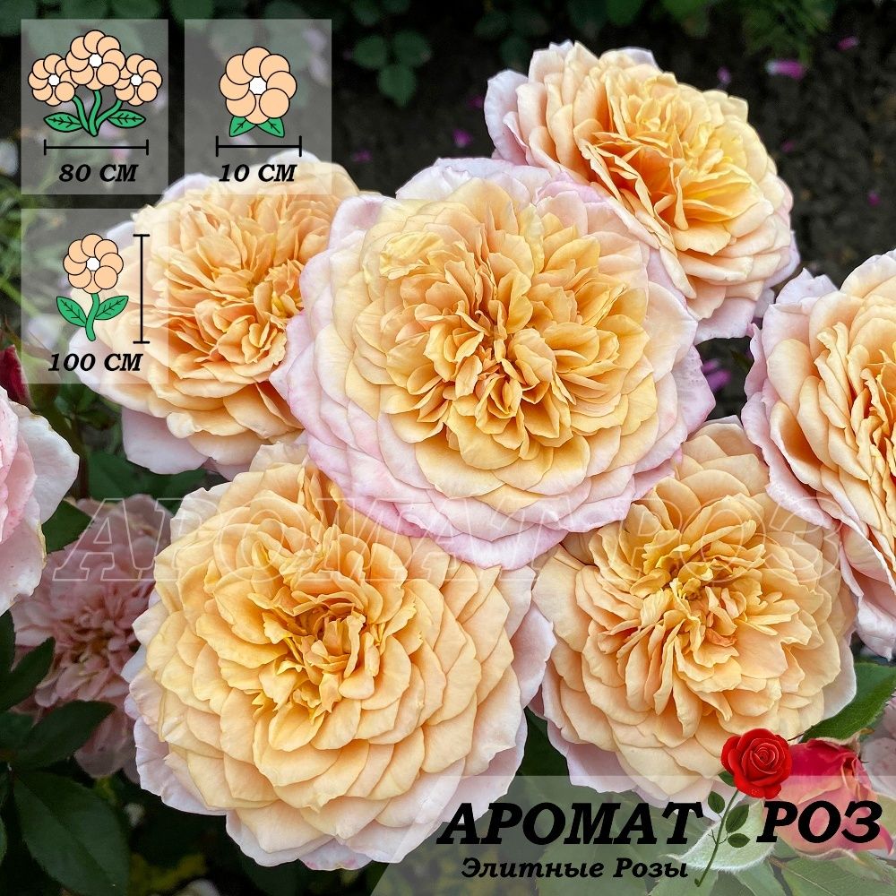 Мияби Ча (Miyabi Cha)