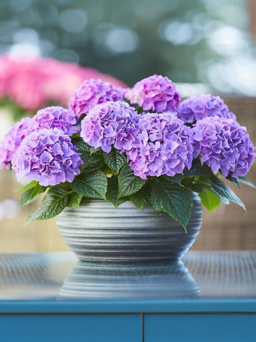 Гортензия крупнолистная Таблетензия Пурпл Р9 Закупка М58 апрель 2026