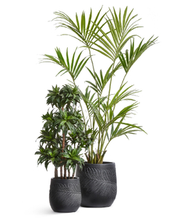 Кашпо TREEZ ERGO - серия Nature - Чаша - Антрацит