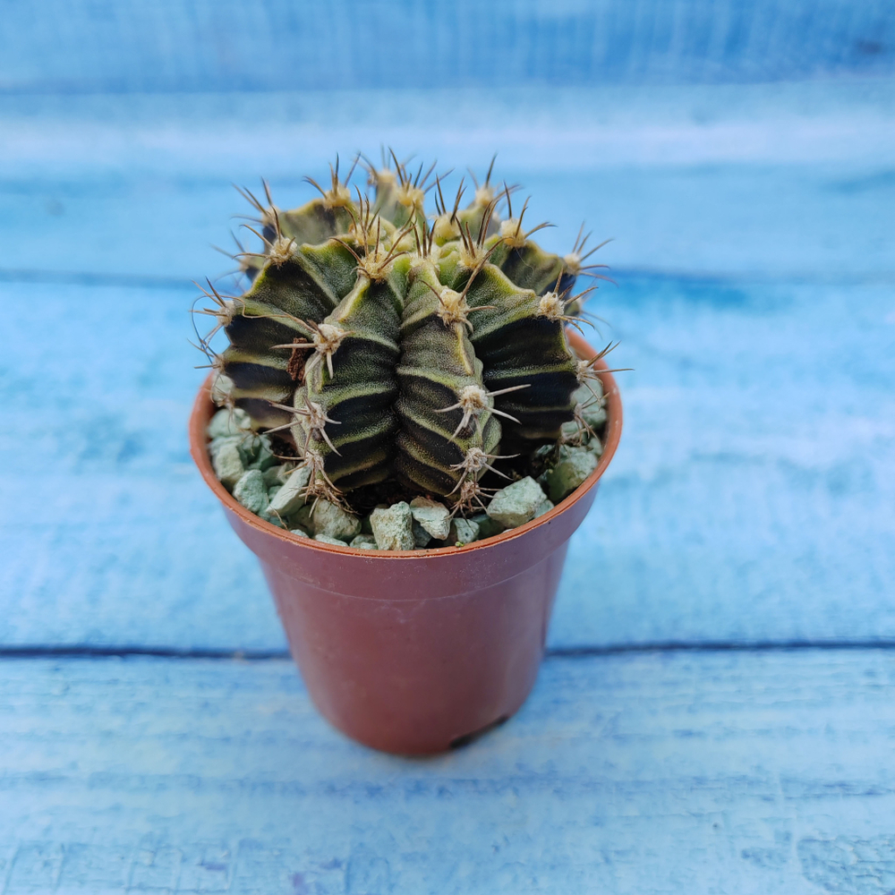 Gymnocalycium Friedrichii (Гимнокалициум)
