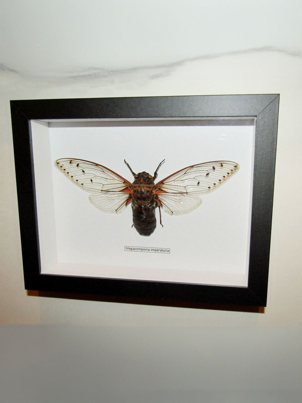 Цикада Гигантская в рамке