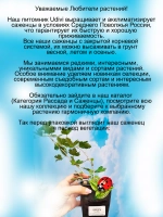 Крыжовник Владил бесшипный сладкий