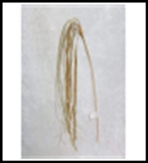 Ветвь из бисера Хвост Андромеды 64 см., золото, 1 шт., Christmas DeLuxe (89065)