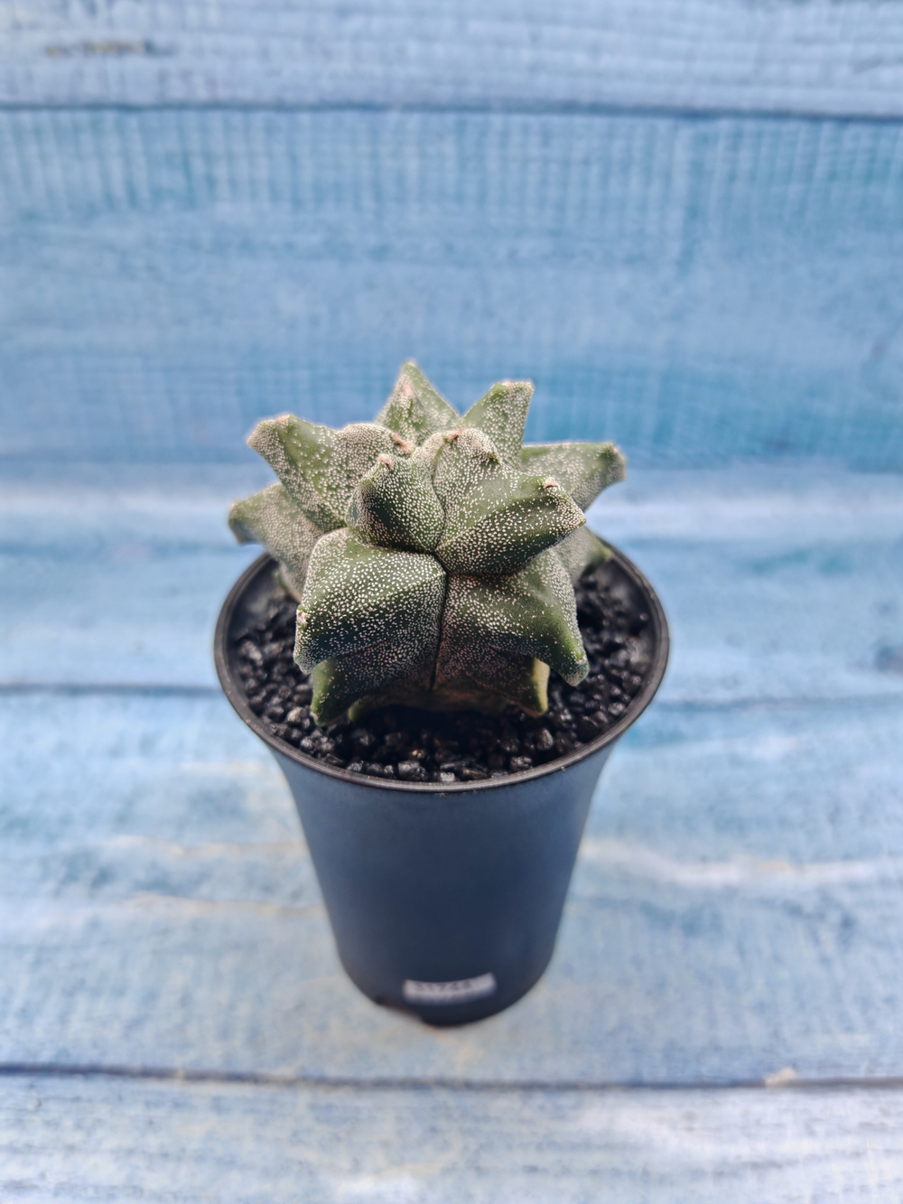 Astrophytum Myriostigma monstrosa (Астрофитум)
